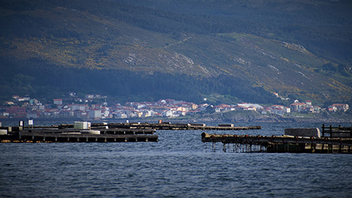 Asociación de Productores Mexilloeiros da ría de Muros e Noia 