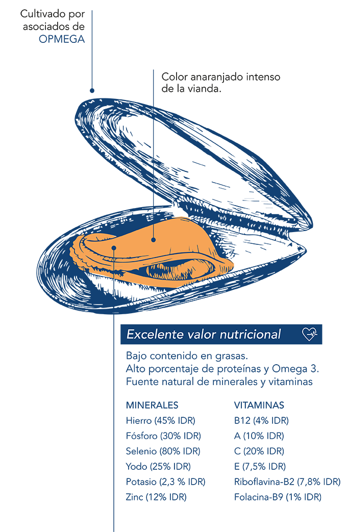 Mytilus Galloprovincialis